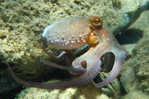 Octopus_vulgaris2.jpg