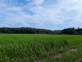 【写真】農園前の三舟山と田んぼの風景