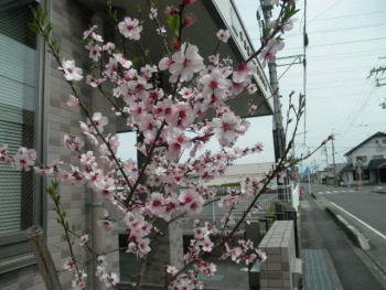20220405桜