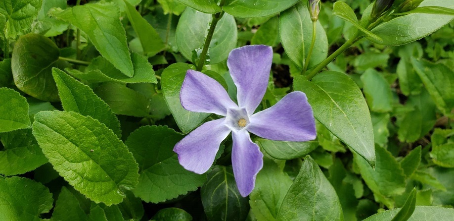 紫の桔梗に似た花は、ツルニチニチソウです。紫の花の真ん中がお星様みたい