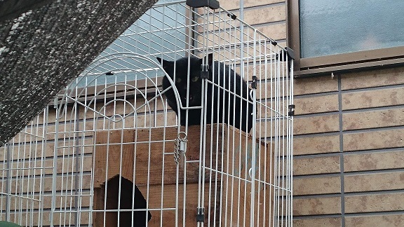 護国神社近くの屋外でケージに閉じ込められ、虐待飼育されている黒猫ちゃん