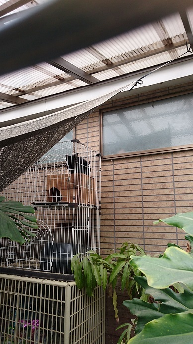 護国神社近くの屋外でケージに閉じ込められ、虐待飼育されている黒猫ちゃん1
