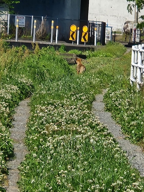 東温市パトロール写真③乗馬クラブ付近でサイレンに呼応して遠吠えする犬ちゃん。警戒心が強く逃げました