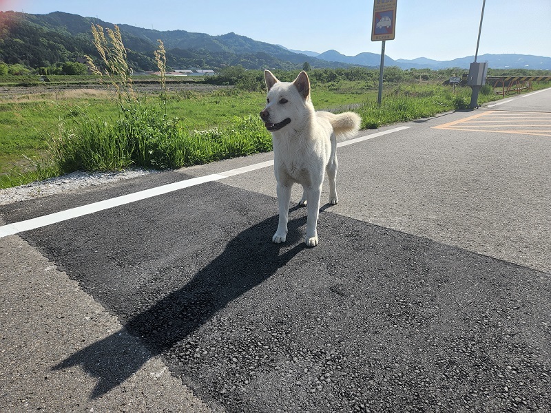 東温市パトロール写真⑤１メートルまで近付いてくる人懐っこい犬ちゃん。危険エリアなので心配です