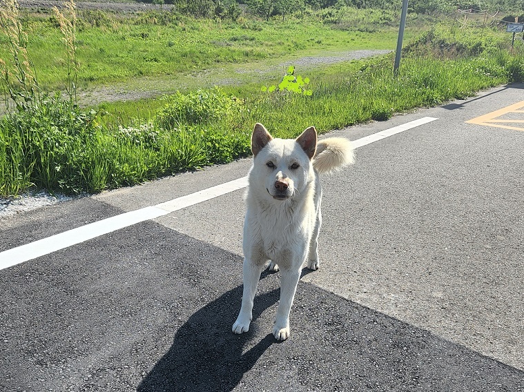 東温市パトロール写真⑥１メートルまで近付いてくる人懐っこい犬ちゃん。危険エリアなので心配です