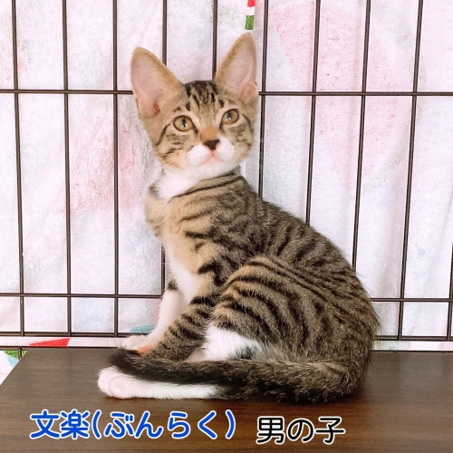 子猫_221023_7