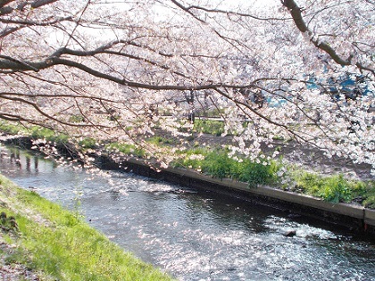 桜とキラキラ水面a 2022