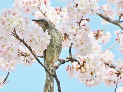 桜とヒヨドリ　パワーショット3