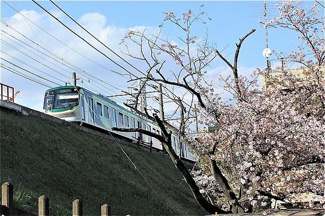 s-⑧石川台～雪が谷大塚桜