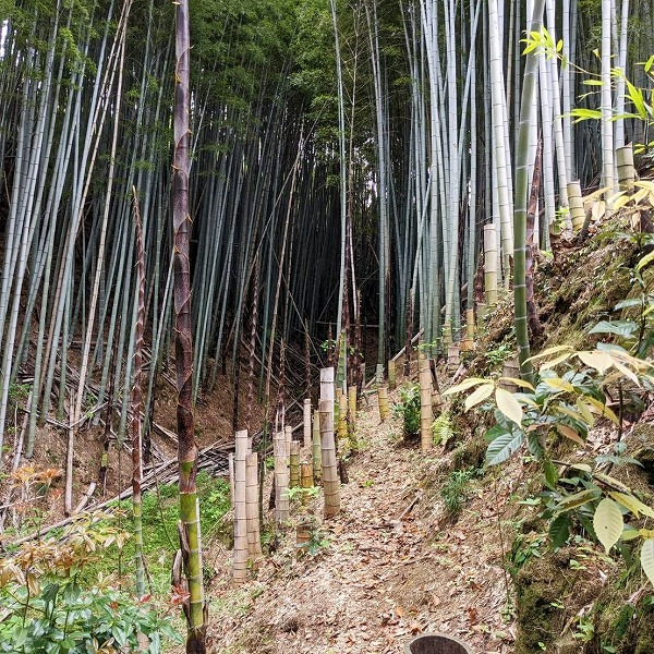 600観音山で竹のお兄さんの伐採１