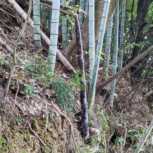 600観音山で竹のお兄さんの伐採２
