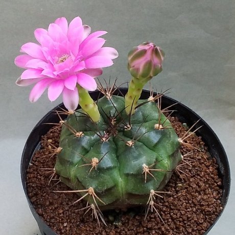 220504--DSC_2974--damsii--guaraniorum ssp roseiflrum--VoS 47--VoS seed