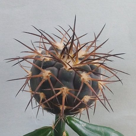 220801--DSC_3737--spegazzinii ssp sarkae--KP 247--cactus Moravia seed (2020)