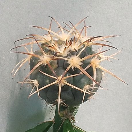 220801--DSC_3745--spegazzinii ssp sarkae--KP 245--San Felipe 1733m Salta--cactus Moravia seed (2020