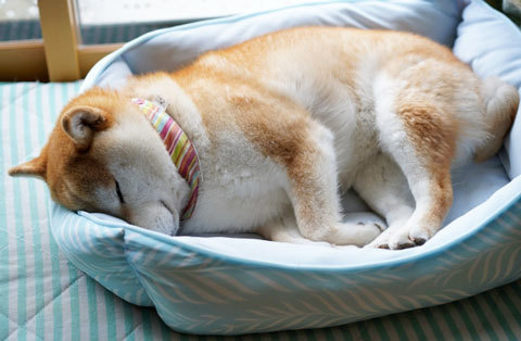柴犬　ペットベッド