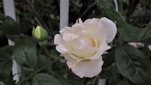 白バラ２