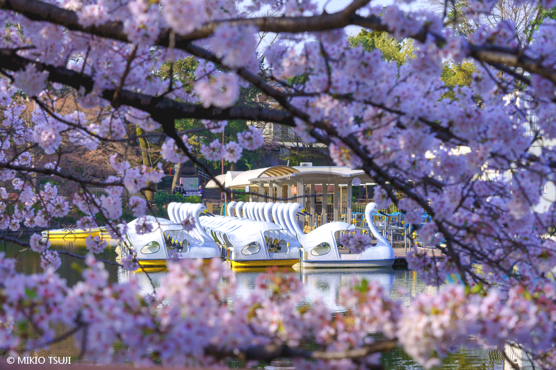 絶景探しの旅 - 絶景写真No.2010 桜と白鳥の湖 （井の頭公園/東京都 三鷹市）