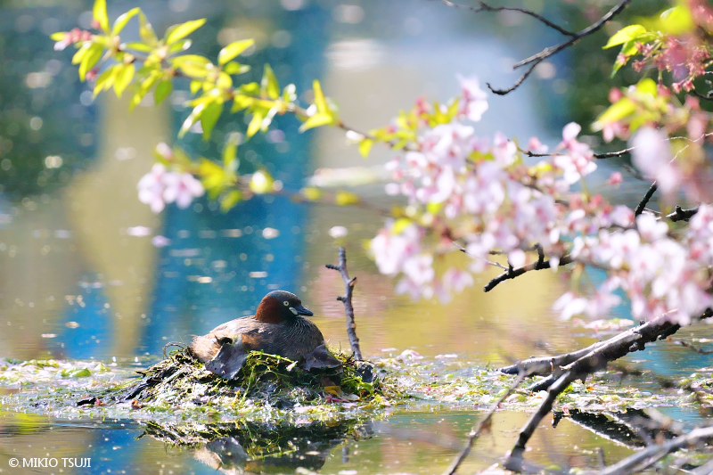 絶景探しの旅 - 絶景写真No.2012 桜とカイツブリ （井の頭公園/東京都 三鷹市）